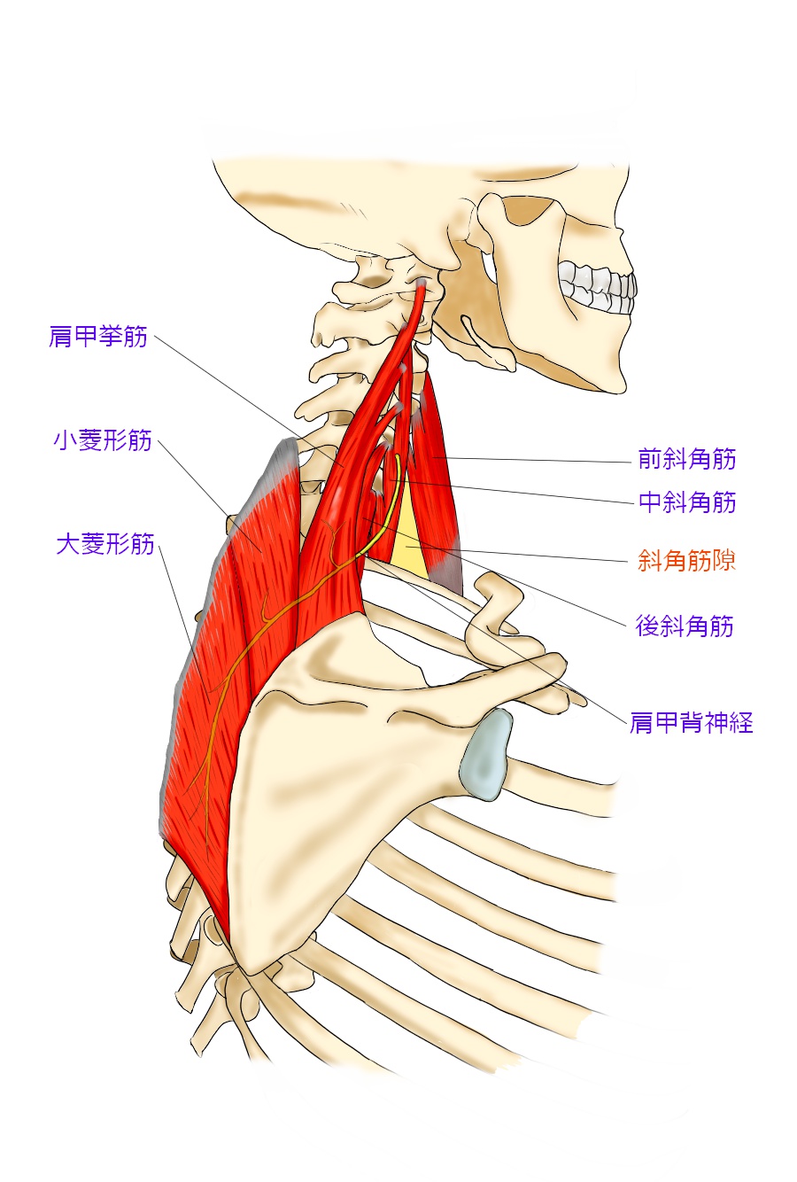 首周辺の模型図