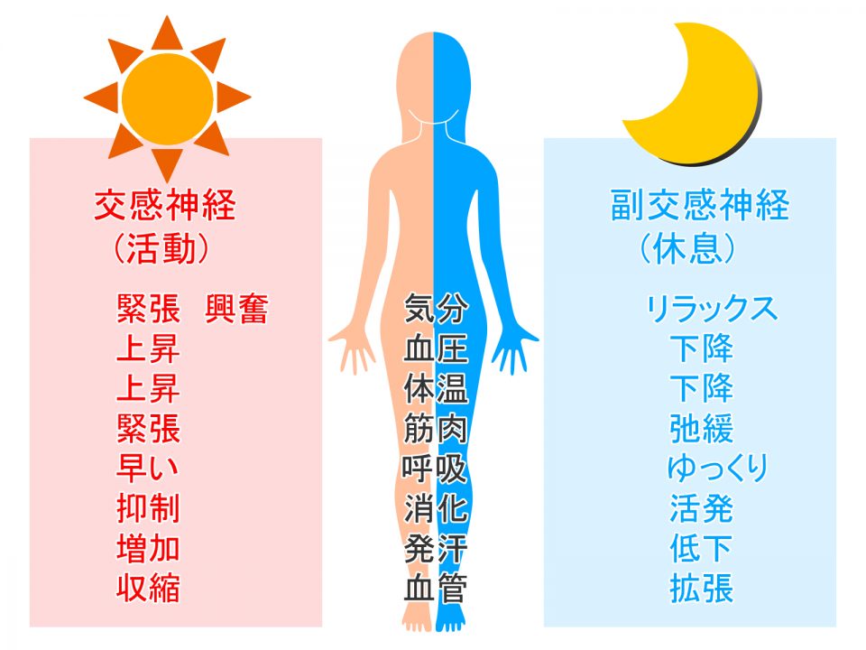 自律神経のイラスト図