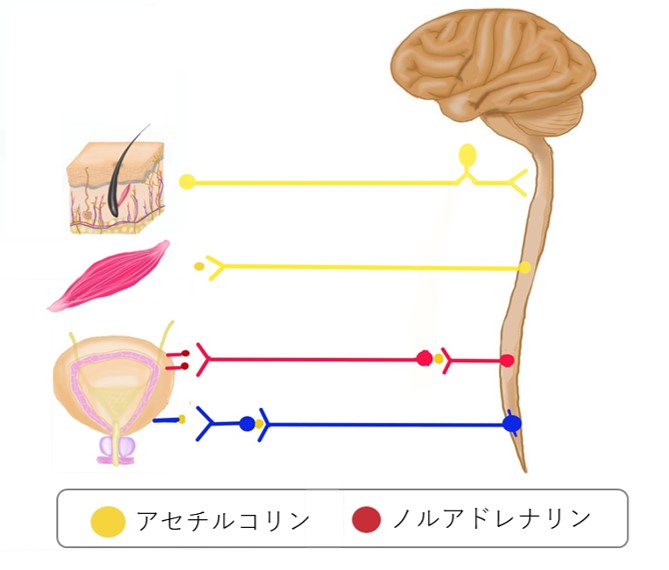 自律神経のイラスト