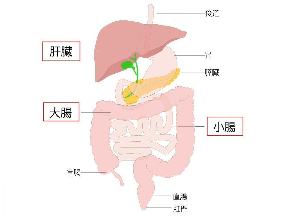 肝臓と腸のイラスト